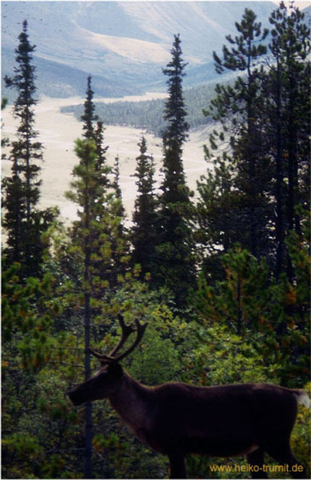 84.Am Liard River