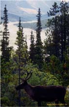 84.Am Liard River
