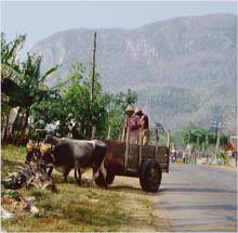 17.Ochsengespann Pinar del Rio