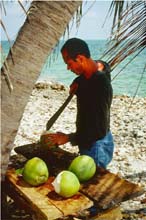 42.Frisch gepflueckt, Cayo Cantile