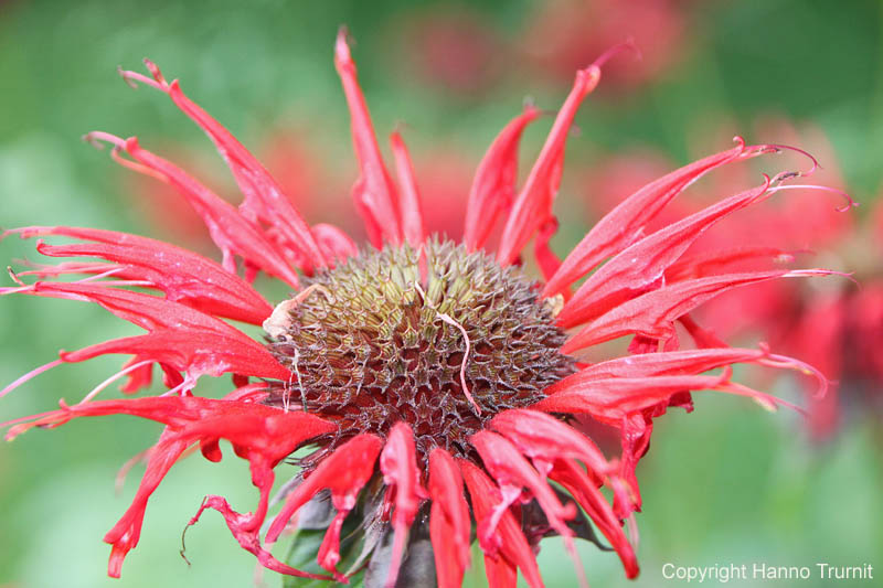 52.Kraeutergarten, Bluete