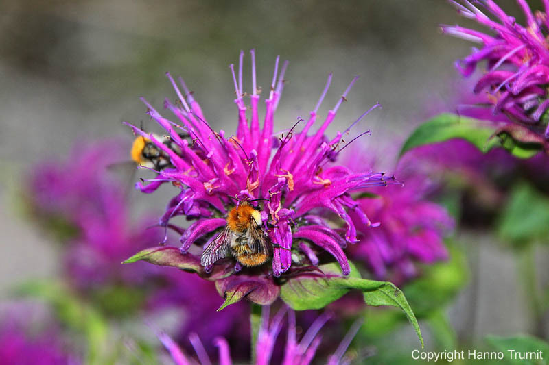 54.Kraeutergarten, Hummel