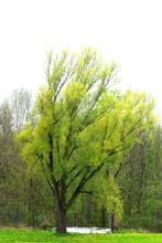 Fruehling_in_Bayern