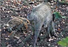 013.Wildschweine