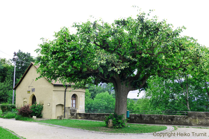 Bamberg Altenburg-11