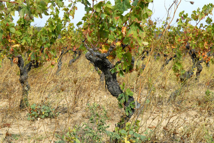 Biologischer Weinanbau - Chateau de l'Ou