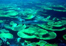 3006q.Weissspitzenhai