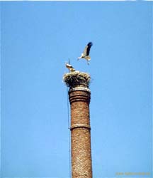 23.36.Gluecksbringer in Santiago de Compostela