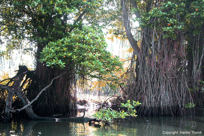 166.Mangroven-Dschungel