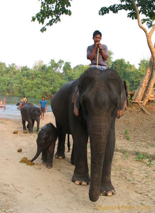Elefantencamp-6