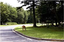 14a. Shenandoah National Park