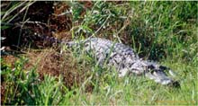 11.Alligator im Sabine Wilflife Refuge