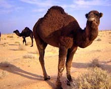Dromedar
