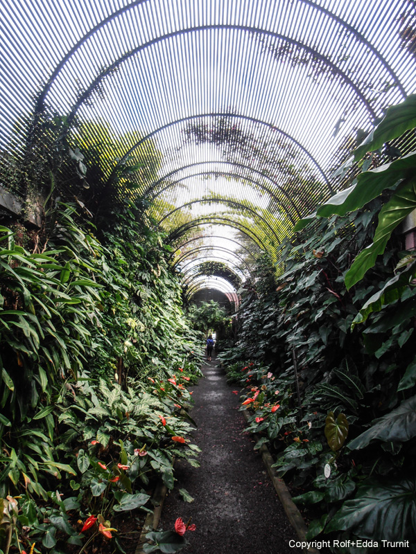 Botan.Garten Teneriffa