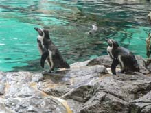 Loro Parque-1